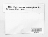 Skeletocutis amorpha image